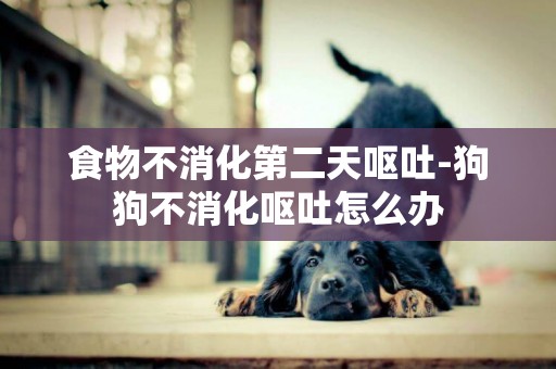 食物不消化第二天嘔吐-狗狗不消化嘔吐怎么辦