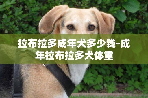 拉布拉多成年犬多少錢-成年拉布拉多犬體重