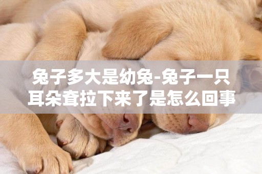 兔子多大是幼兔-兔子一只耳朵耷拉下來了是怎么回事