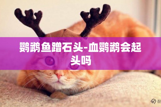 鸚鵡魚蹭石頭-血鸚鵡會起頭嗎
