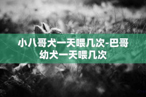 小八哥犬一天喂幾次-巴哥幼犬一天喂幾次