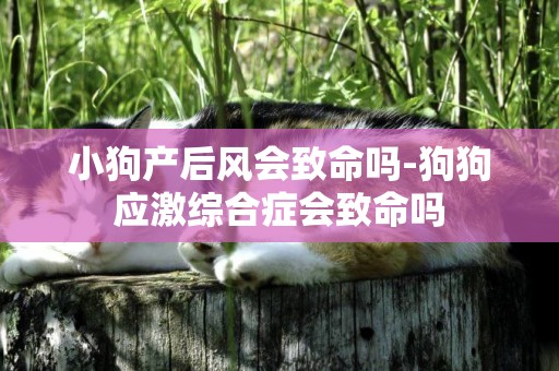 小狗產后風會致命嗎-狗狗應激綜合癥會致命嗎