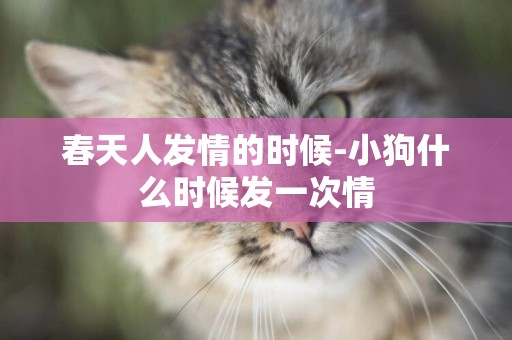 春天人發情的時候-小狗什么時候發一次情