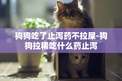 狗狗吃了止瀉藥不拉屎-狗狗拉稀吃什么藥止瀉