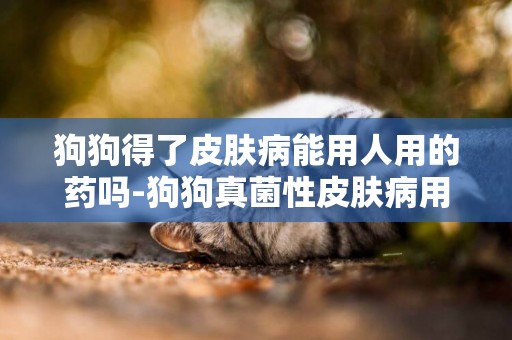 狗狗得了皮膚病能用人用的藥嗎-狗狗真菌性皮膚病用什么藥