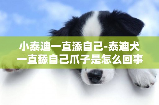 小泰迪一直添自己-泰迪犬一直舔自己爪子是怎么回事