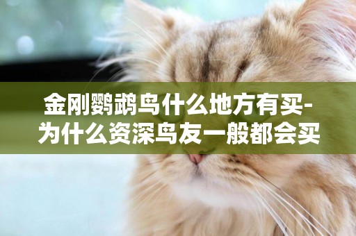 金剛鸚鵡鳥什么地方有買-為什么資深鳥友一般都會買“亞馬遜”鸚鵡