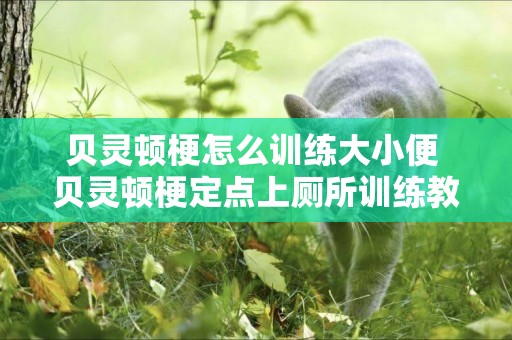 貝靈頓梗怎么訓練大小便 貝靈頓梗定點上廁所訓練教程