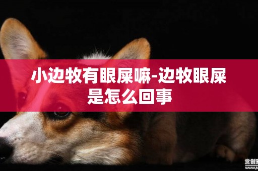 小邊牧有眼屎嘛-邊牧眼屎是怎么回事