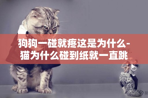 狗狗一碰就疼這是為什么-貓為什么碰到紙就一直跳