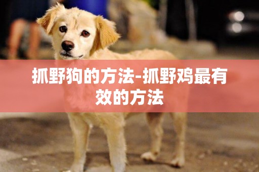 抓野狗的方法-抓野雞最有效的方法