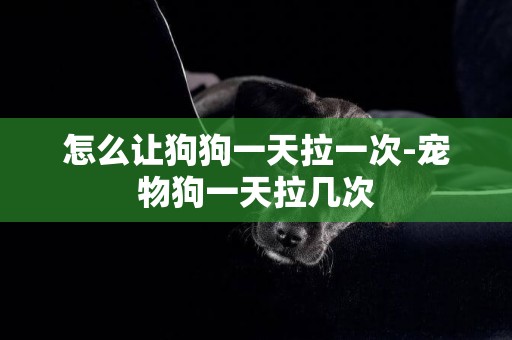 怎么讓狗狗一天拉一次-寵物狗一天拉幾次