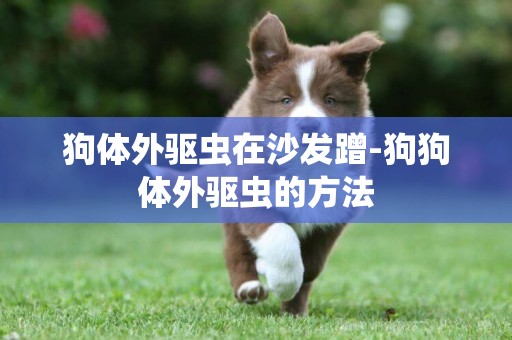 狗體外驅蟲在沙發蹭-狗狗體外驅蟲的方法