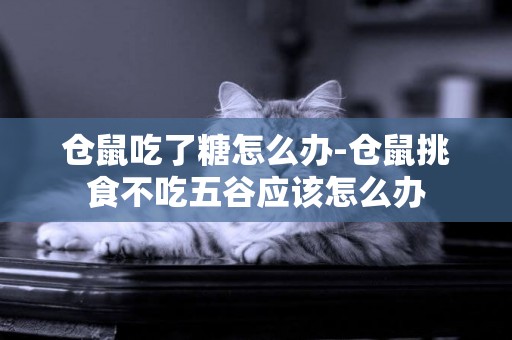 倉鼠吃了糖怎么辦-倉鼠挑食不吃五谷應該怎么辦