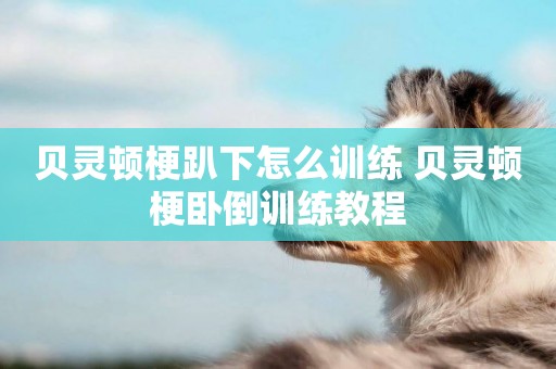 貝靈頓梗趴下怎么訓練 貝靈頓梗臥倒訓練教程