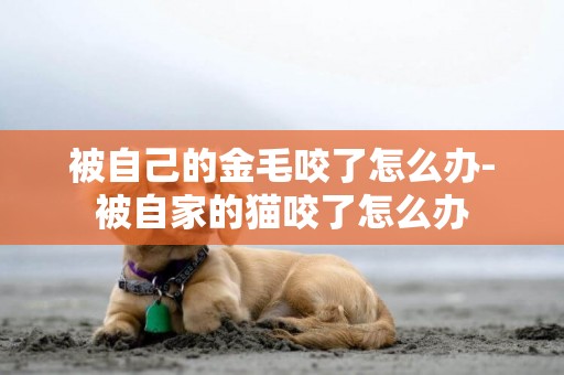 被自己的金毛咬了怎么辦-被自家的貓咬了怎么辦