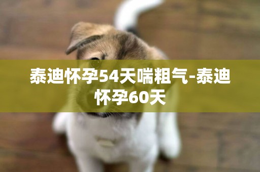 泰迪懷孕54天喘粗氣-泰迪懷孕60天