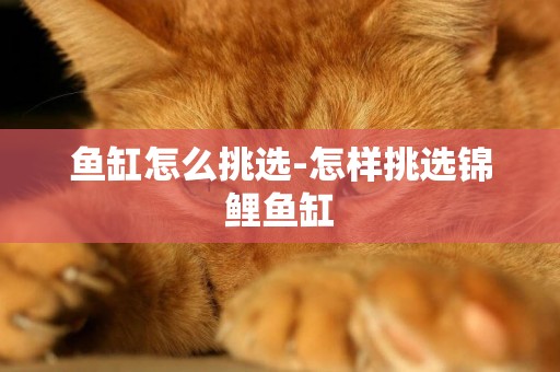 魚缸怎么挑選-怎樣挑選錦鯉魚缸