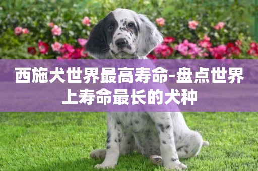 西施犬世界最高壽命-盤點世界上壽命最長的犬種