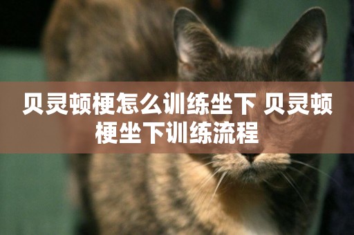 貝靈頓梗怎么訓練坐下 貝靈頓梗坐下訓練流程
