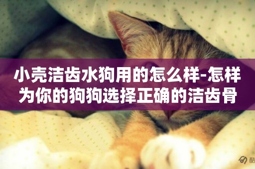 小殼潔齒水狗用的怎么樣-怎樣為你的狗狗選擇正確的潔齒骨