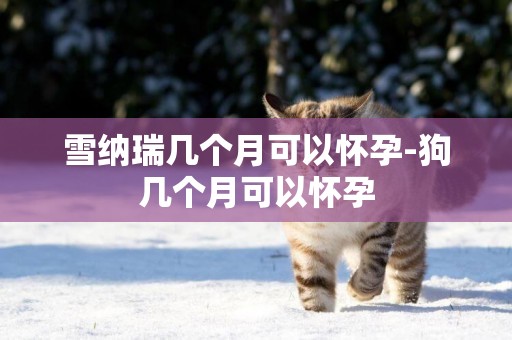 雪納瑞幾個月可以懷孕-狗幾個月可以懷孕