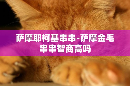 薩摩耶柯基串串-薩摩金毛串串智商高嗎