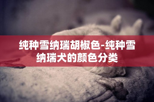 純種雪納瑞胡椒色-純種雪納瑞犬的顏色分類