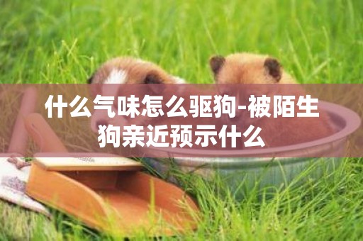 什么氣味怎么驅狗-被陌生狗親近預示什么
