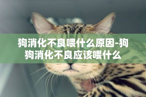狗消化不良喂什么原因-狗狗消化不良應該喂什么