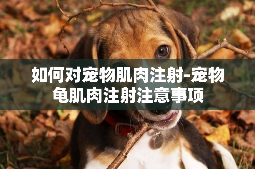 如何對寵物肌肉注射-寵物龜肌肉注射注意事項