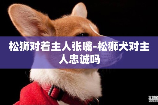 松獅對著主人張嘴-松獅犬對主人忠誠嗎