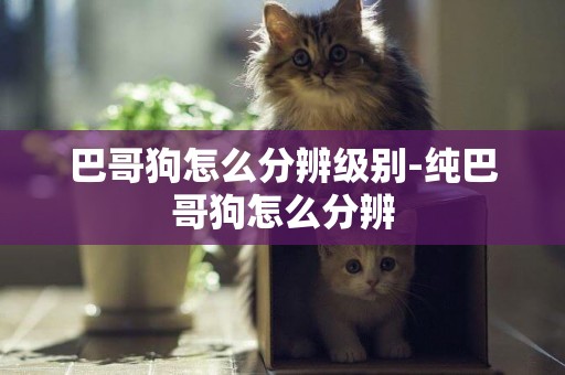 巴哥狗怎么分辨級別-純巴哥狗怎么分辨