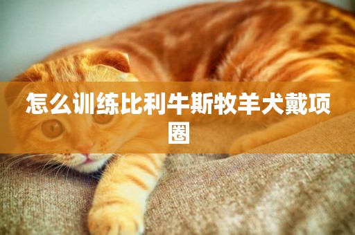 怎么訓練比利牛斯牧羊犬戴項圈