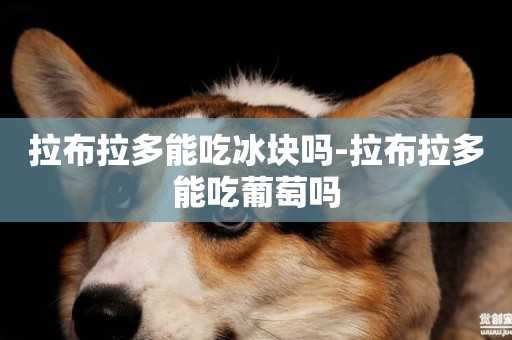 拉布拉多能吃冰塊嗎-拉布拉多能吃葡萄嗎