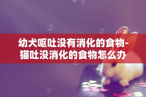 幼犬嘔吐沒有消化的食物-貓吐沒消化的食物怎么辦