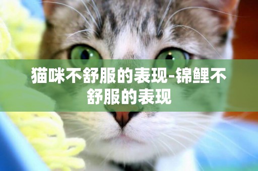 貓咪不舒服的表現-錦鯉不舒服的表現
