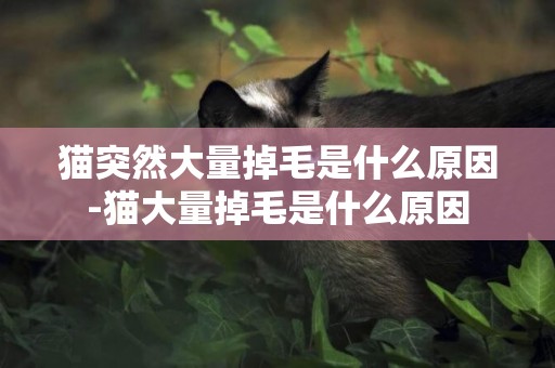貓突然大量掉毛是什么原因-貓大量掉毛是什么原因