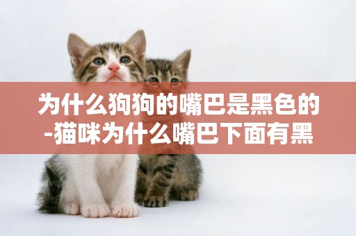 為什么狗狗的嘴巴是黑色的-貓咪為什么嘴巴下面有黑色的小顆粒