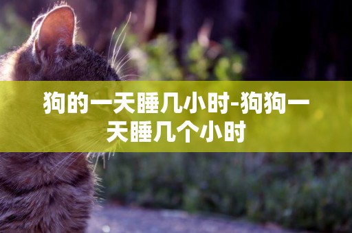 狗的一天睡幾小時-狗狗一天睡幾個小時