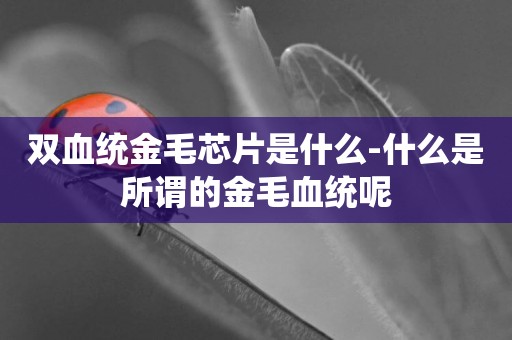雙血統金毛芯片是什么-什么是所謂的金毛血統呢