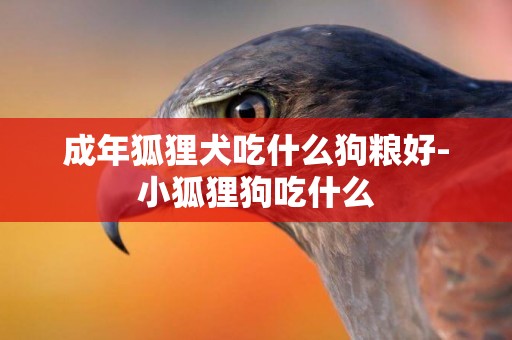 成年狐貍犬吃什么狗糧好-小狐貍狗吃什么