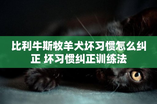 比利牛斯牧羊犬壞習慣怎么糾正 壞習慣糾正訓練法