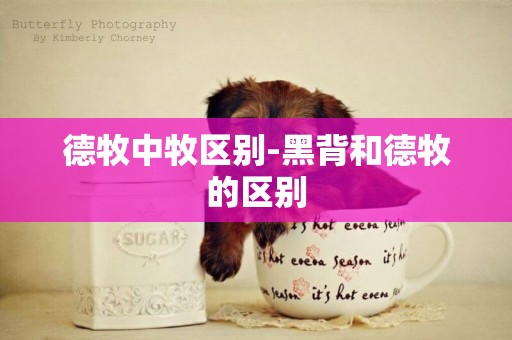 德牧中牧區別-黑背和德牧的區別