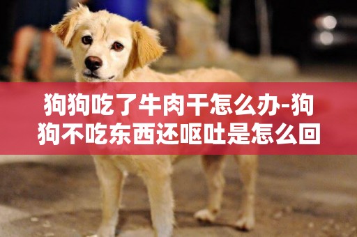 狗狗吃了牛肉干怎么辦-狗狗不吃東西還嘔吐是怎么回事