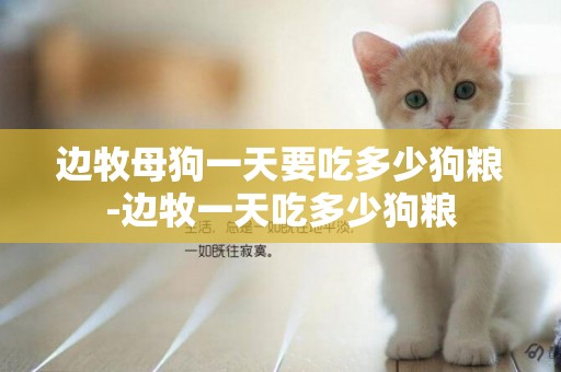 邊牧母狗一天要吃多少狗糧-邊牧一天吃多少狗糧