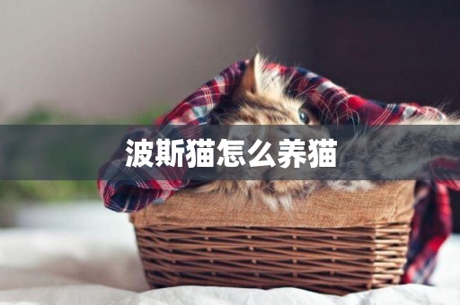 波斯貓怎么養貓