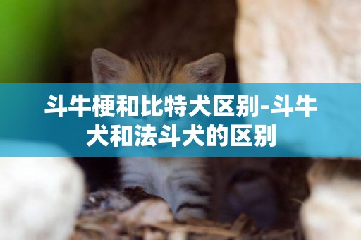 斗牛梗和比特犬區別-斗牛犬和法斗犬的區別