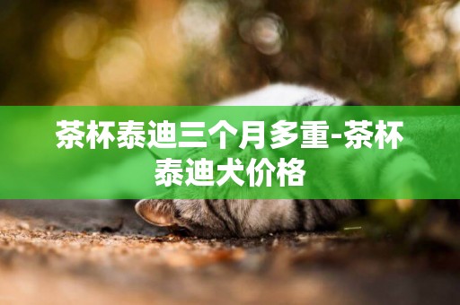 茶杯泰迪三個月多重-茶杯泰迪犬價格