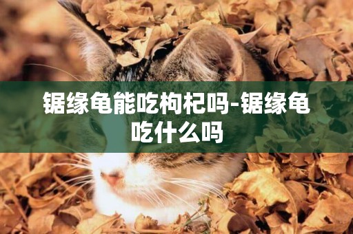 鋸緣龜能吃枸杞嗎-鋸緣龜吃什么嗎